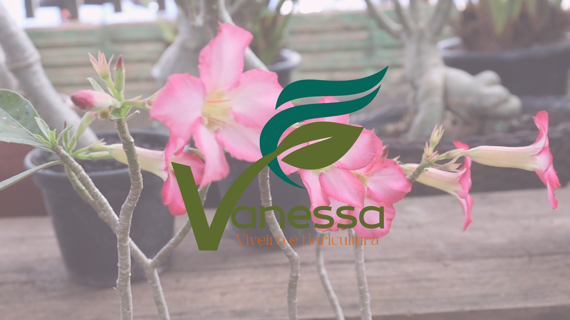 Imperdível: Promoção limpa estoque do Viveiro e Floricultura Vanessa