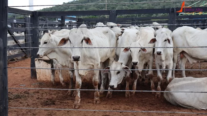 Comunidade solidária: mais de um milhão de razões para sorrir, recorde de arrecadação para o hospital de câncer de Cuiabá